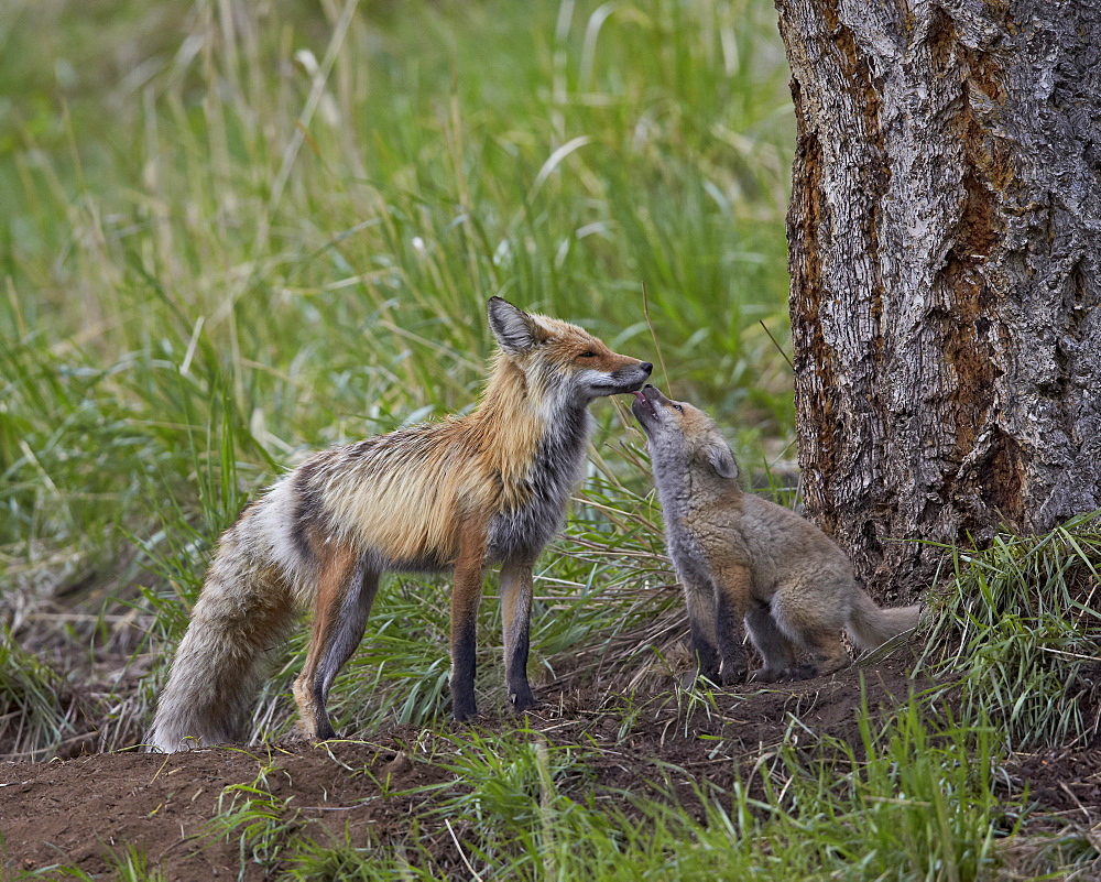 Red fox (Vulpes vulpes) (Vulpes fulva) kit licking its father's mouth, Yellowstone National Park, Wyoming, United States of America, North America