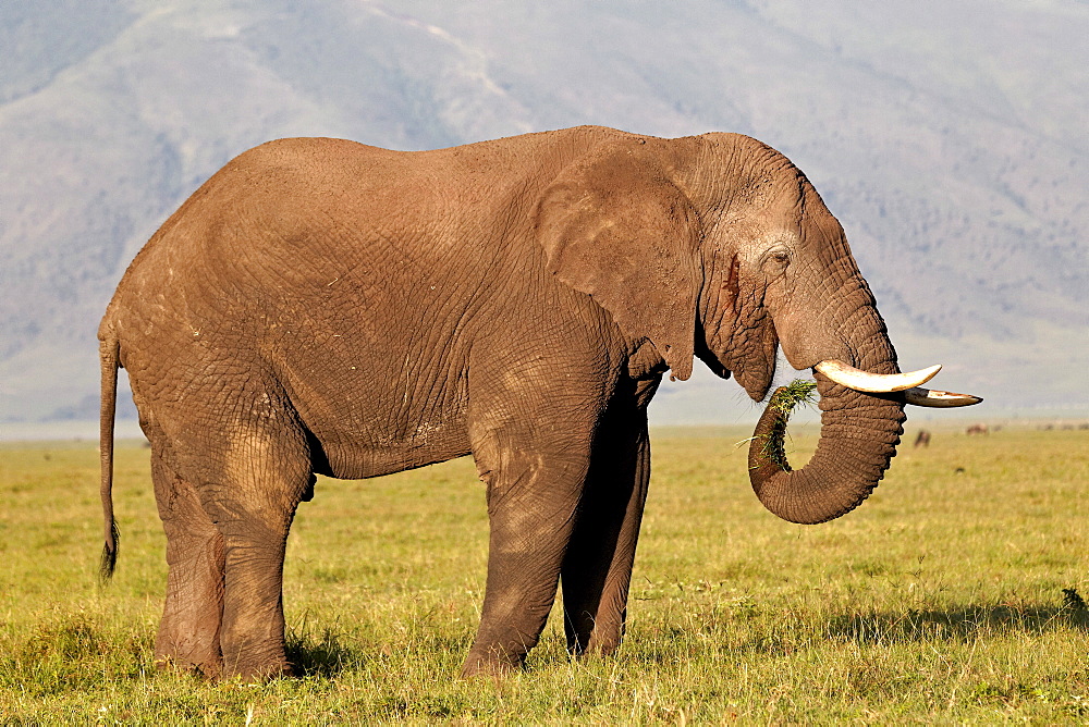 African elephant (Loxodonta africana) bull eating, Ngorongoro Crater, Tanzania, East Africa, Africa 