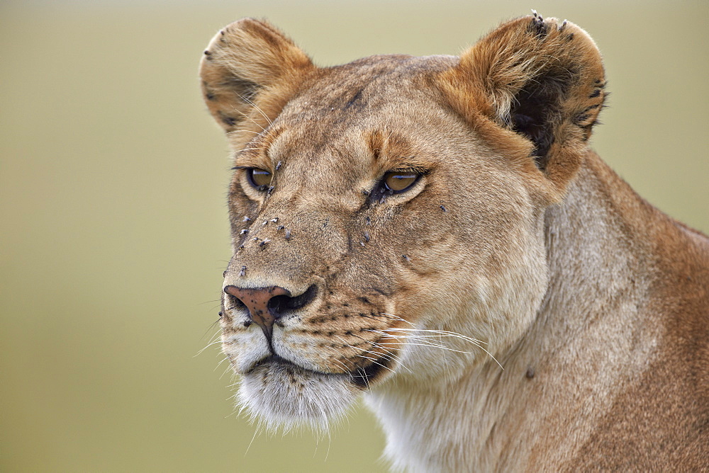 Lioness (Panthera leo) covered with flies, Serengeti National Park, Tanzania, East Africa, Africa 