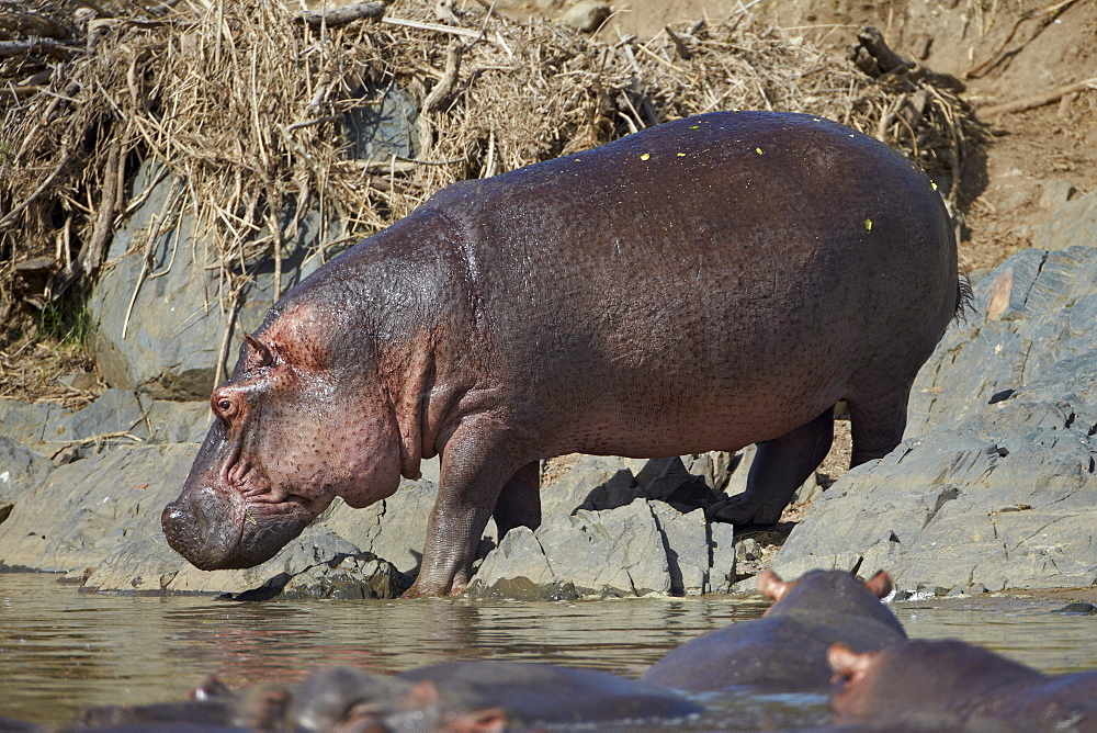 Hippopotamus (Hippopotamus amphibius) returning to the water, Serengeti National Park, Tanzania, East Africa, Africa 