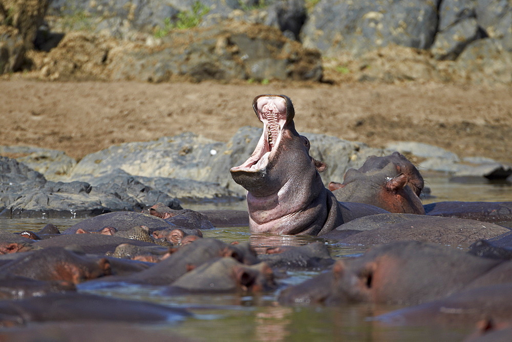 Hippopotamus (Hippopotamus amphibius) yawning, Serengeti National Park, Tanzania, East Africa, Africa 