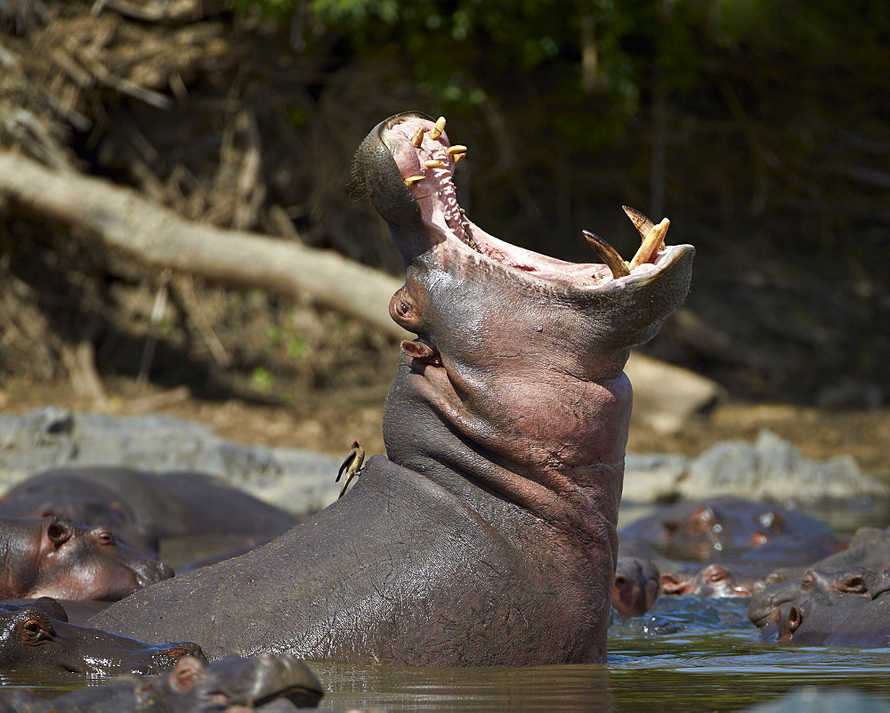 Hippopotamus (Hippopotamus amphibius) yawning, Serengeti National Park, Tanzania, East Africa, Africa 