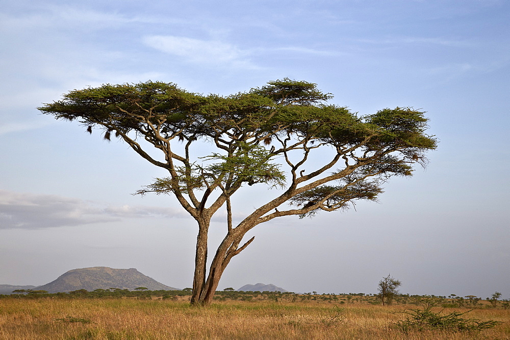 Acacia tree, Serengeti National Park, Tanzania, East Africa, Africa 