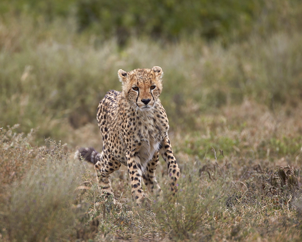 Cheetah (Acinonyx jubatus), Serengeti National Park, Tanzania, East Africa, Africa 