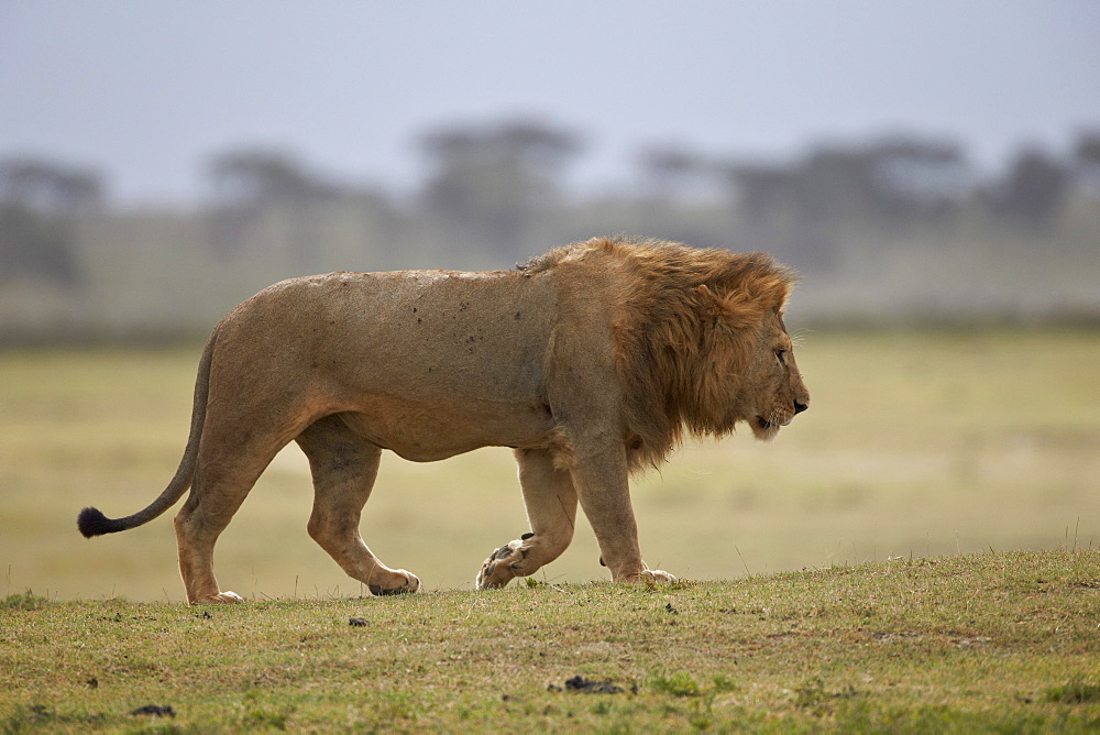 Lion (Panthera leo), Serengeti National Park, Tanzania, East Africa, Africa 