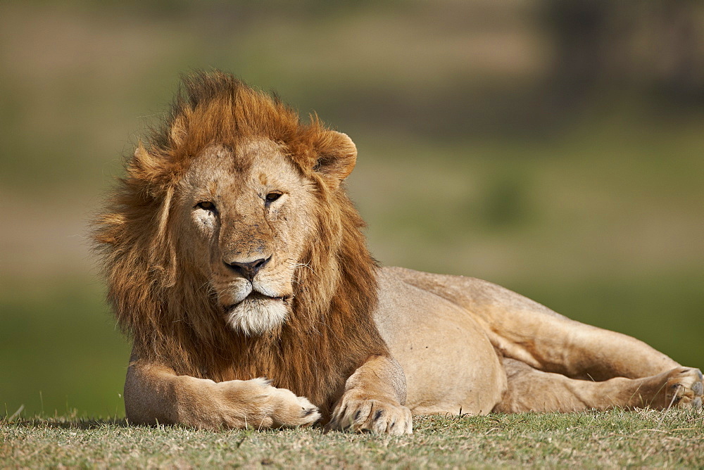 Lion (Panthera leo), Serengeti National Park, Tanzania, East Africa, Africa 