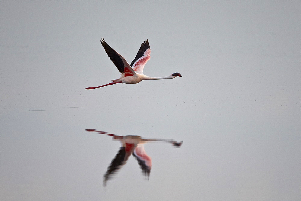 Lesser flamingo (Phoeniconaias minor) in flight, Serengeti National Park, Tanzania, East Africa, Africa 