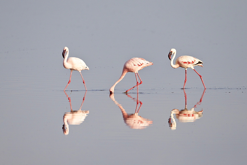 Line of lesser flamingo (Phoeniconaias minor), Serengeti National Park, Tanzania, East Africa, Africa 