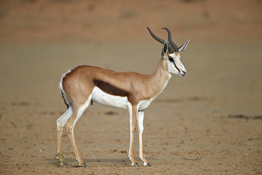 Springbok (Antidorcas marsupialis) buck, Kgalagadi Transfrontier Park, encompassing the former Kalahari Gemsbok National Park, South Africa, Africa 