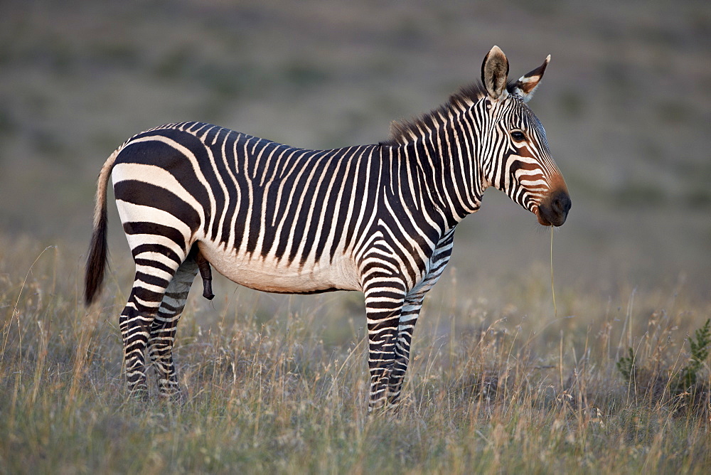 Cape mountain zebra (Equus zebra zebra) stallion, Mountain Zebra National Park, South Africa, Africa 