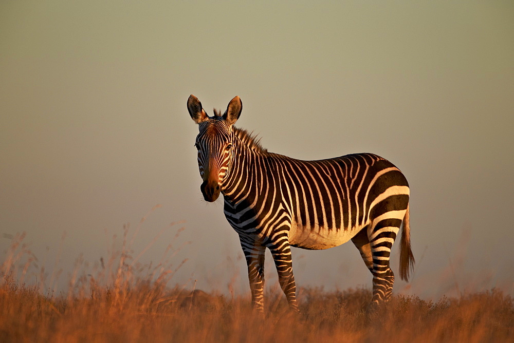 Cape mountain zebra (Equus zebra zebra), Mountain Zebra National Park, South Africa, Africa 