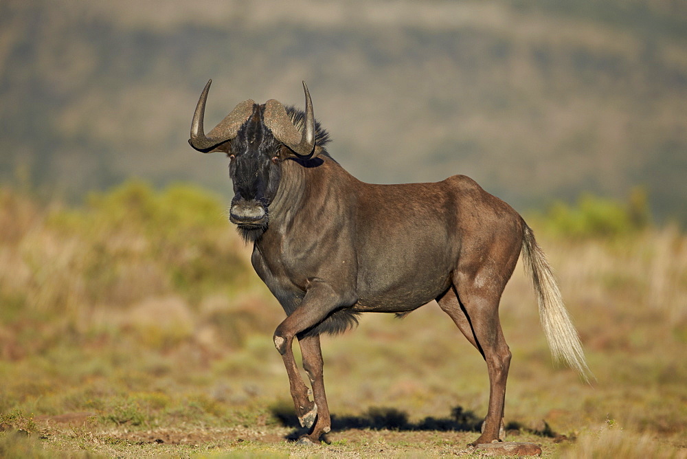 Black wildebeest (white-tailed gnu) (Connochaetes gnou), Mountain Zebra National Park, South Africa, Africa 