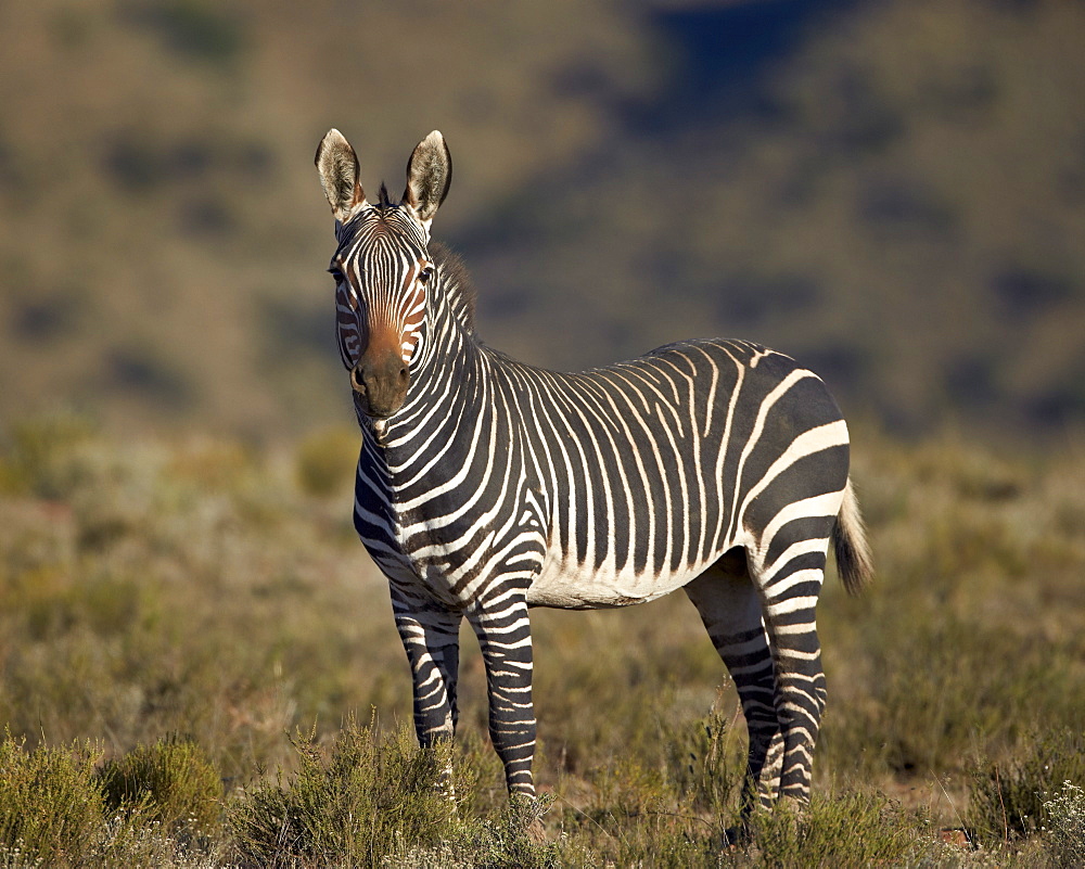 Cape mountain zebra (Equus zebra zebra), Mountain Zebra National Park, South Africa, Africa 