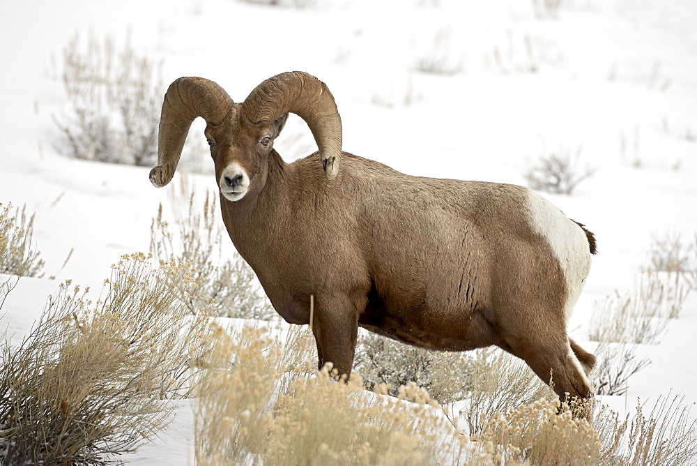 Bighorn sheep (Ovis canadensis) ram in the snow, Yellowstone National Park, Wyoming, United States of America, North America