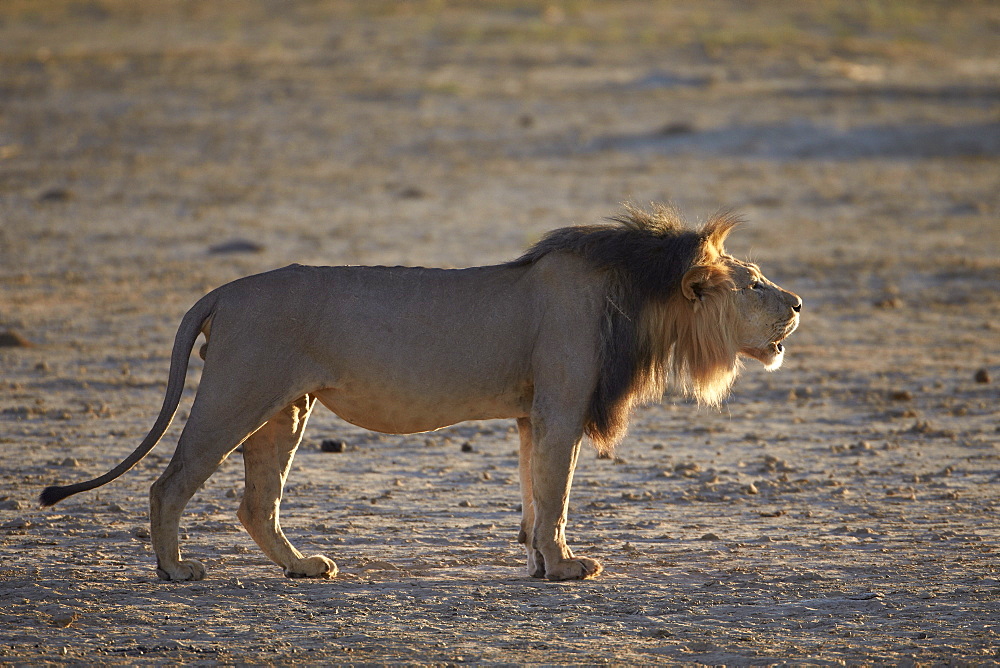 Lion (Panthera leo) roaring, Kgalagadi Transfrontier Park, encompassing the former Kalahari Gemsbok National Park, South Africa, Africa 