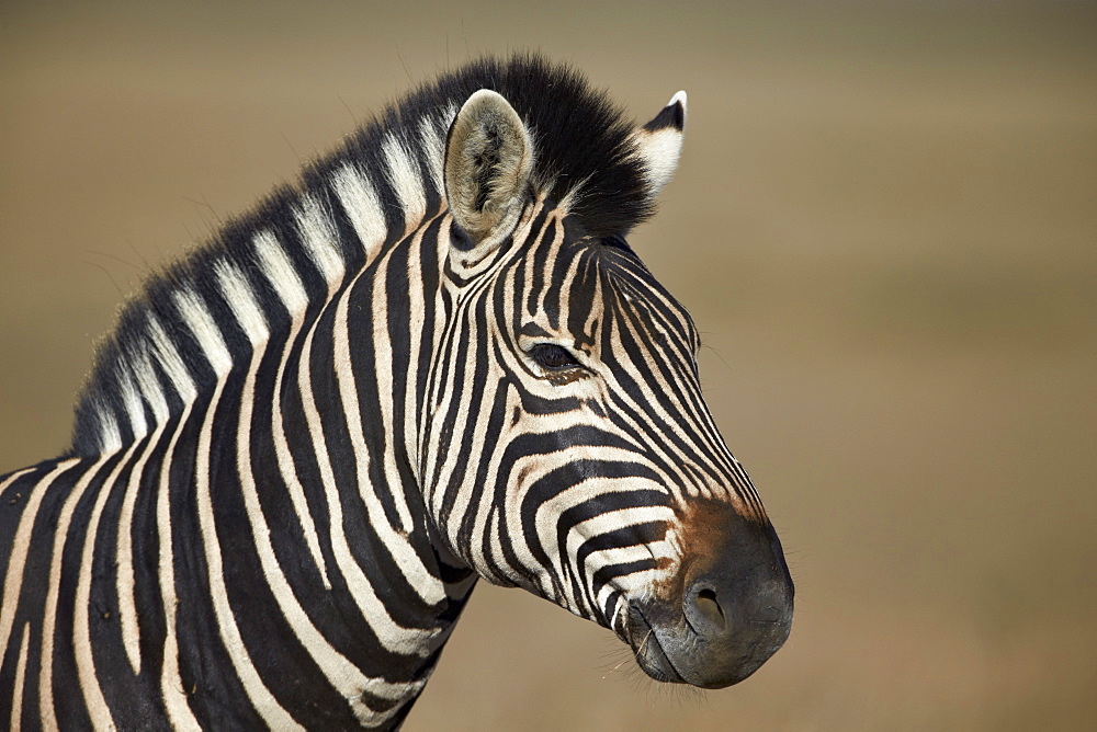 Common zebra (Plains zebra) (Burchell's zebra) (Equus burchelli), Mountain Zebra National Park, South Africa, Africa 