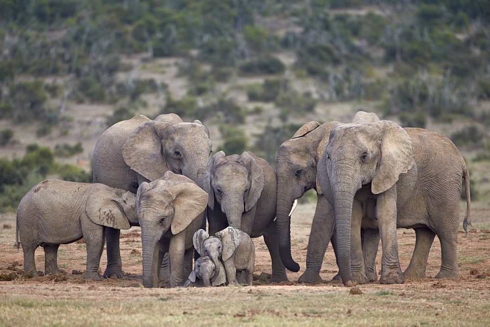 African elephant (Loxodonta africana) family, Addo Elephant National Park, South Africa, Africa 