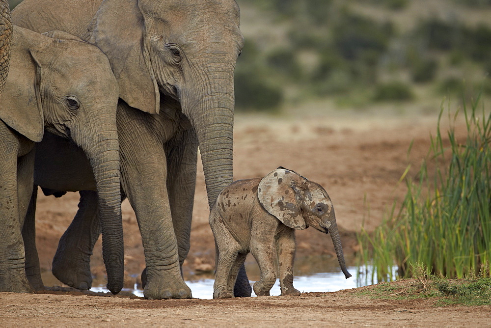 African elephant (Loxodonta africana) family, Addo Elephant National Park, South Africa, Africa 