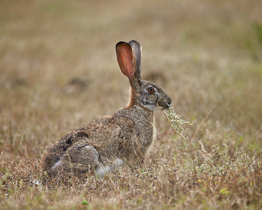 African hare (Cape hare) (brown hare) (Lepus capensis) eating, Addo Elephant National Park, South Africa, Africa 