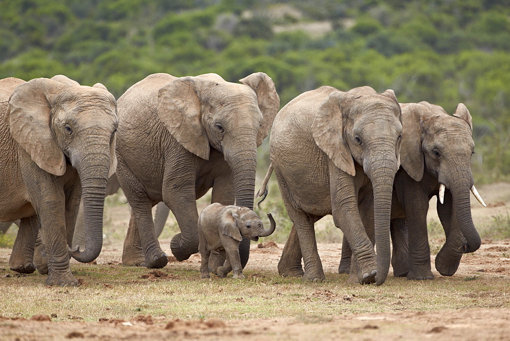 African elephant (Loxodonta africana) family, Addo Elephant National Park, South Africa, Africa 