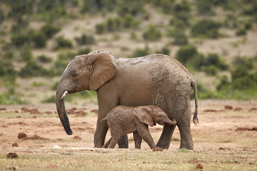 African elephant (Loxodonta africana) mother and baby, Addo Elephant National Park, South Africa, Africa 