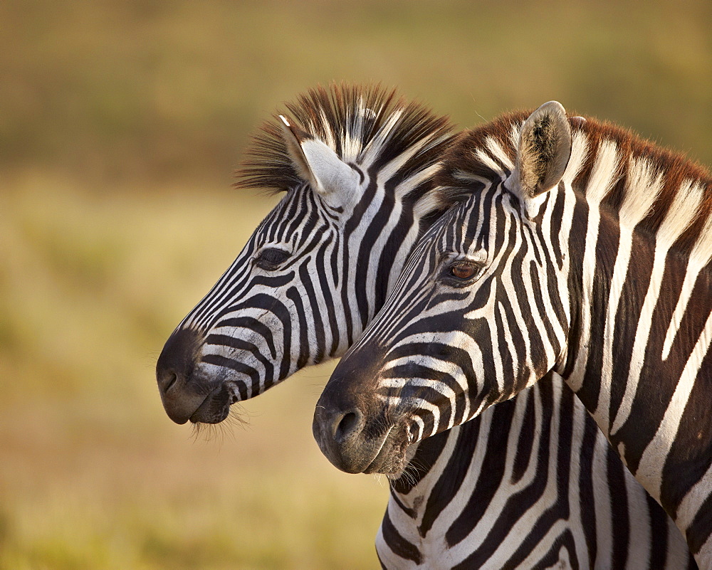 Tow common zebra (Plains zebra) (Burchell's zebra) (Equus burchelli), Addo Elephant National Park, South Africa, Africa 