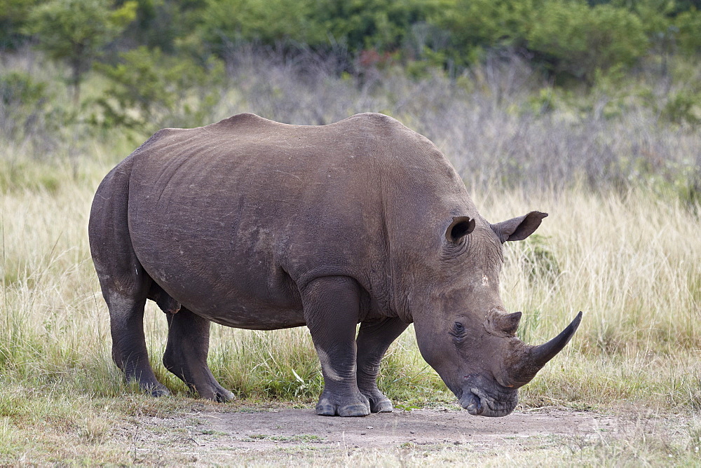 White rhinoceros (Ceratotherium simum), Hluhluwe Game Reserve, South Africa, Africa 