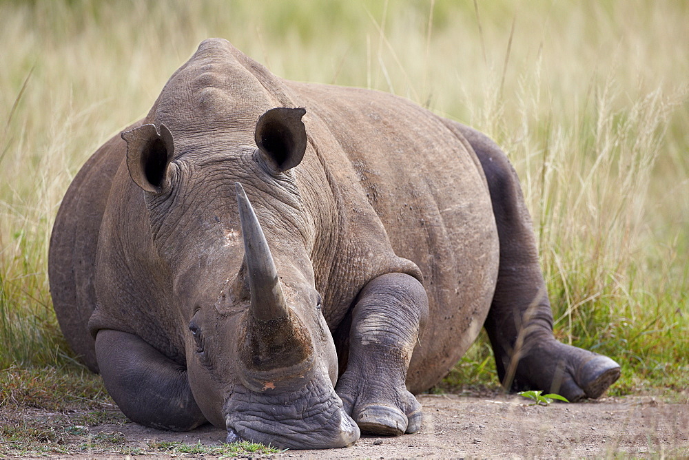 White rhinoceros (Ceratotherium simum), Hluhluwe Game Reserve, South Africa, Africa 