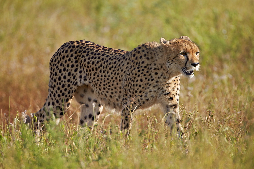 Cheetah (Acinonyx jubatus), Kruger National Park, South Africa, Africa 