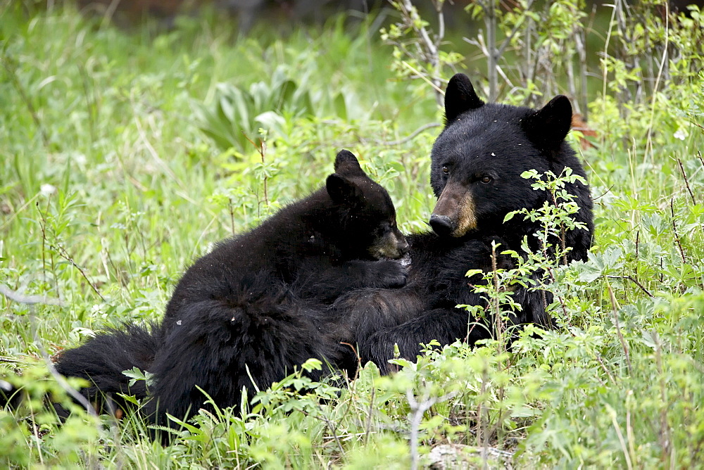 Black bear (Ursus americanus) sow nursing a spring cub, Yellowstone National Park, Wyoming, United States of America, North America