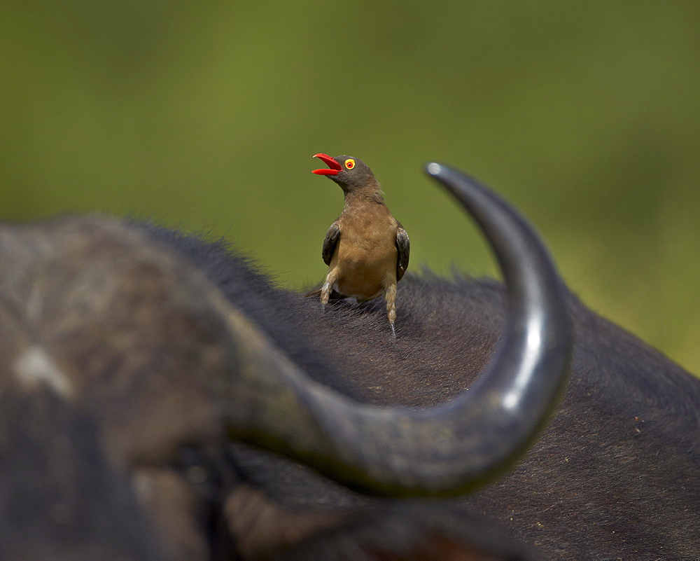 Red-billed Oxpecker (Buphagus erythrorhynchus), Kruger National Park, South Africa, Africa