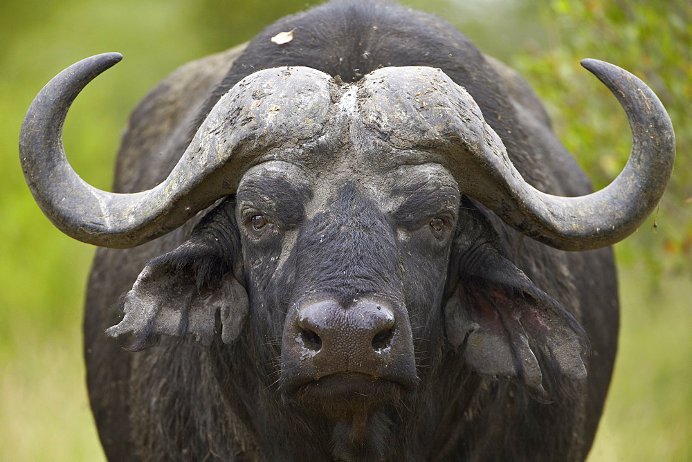 Cape Buffalo (African Buffalo) (Syncerus caffer), Kruger National Park, South Africa, Africa