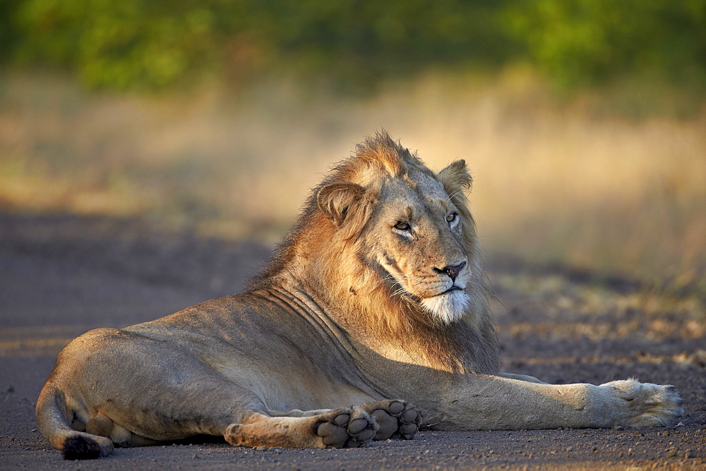 Lion (Panthera leo), Kruger National Park, South Africa, Africa