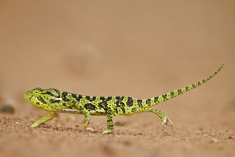 Flap-necked Chameleon (Flap Neck Chameleon) (Chamaeleo dilepis), Kruger National Park, South Africa, Africa