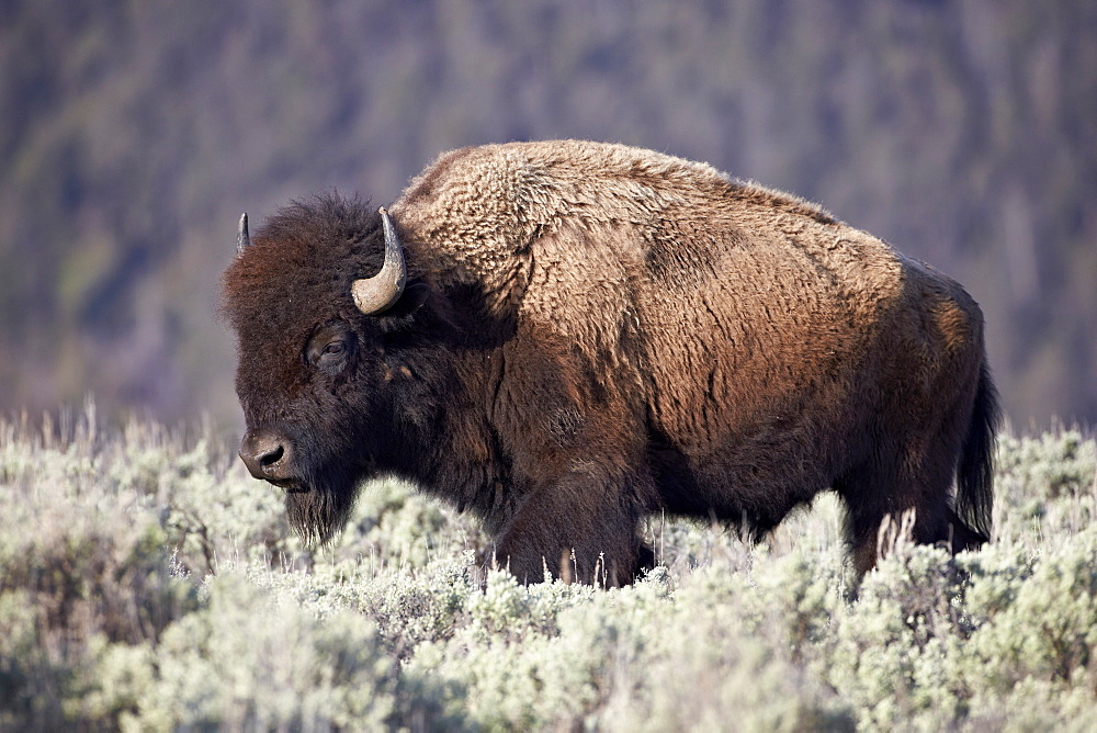 Bison (Bison bison) bull, Yellowstone National Park, Wyoming, United States of America, North America