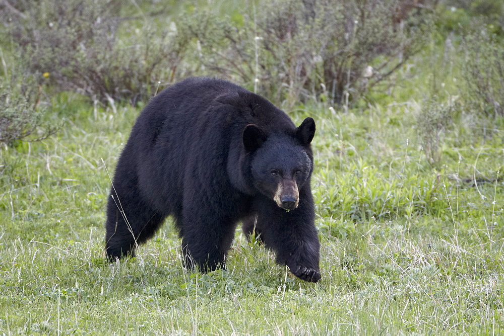 Black Bear (Ursus americanus), Yellowstone National Park, Wyoming, United States of America, North America