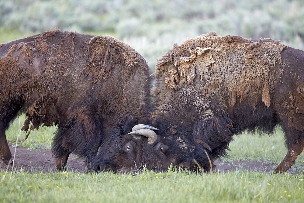 Two Bison (Bison bison) bulls sparring, Yellowstone National Park, Wyoming, United States of America, North America