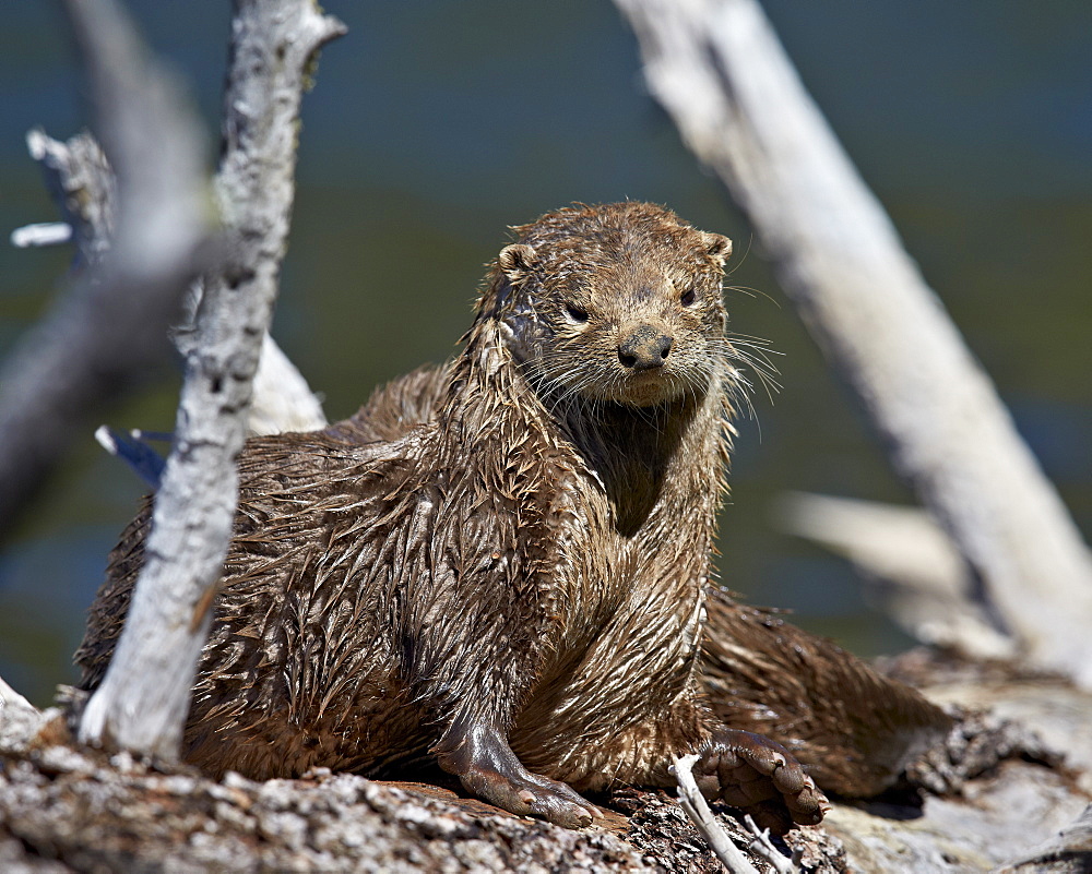 River Otter (Lutra canadensis), Yellowstone National Park, Wyoming, United States of  America, North America