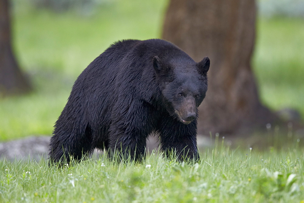 Black Bear (Ursus americanus), Yellowstone National Park, Wyoming, United States of  America, North America