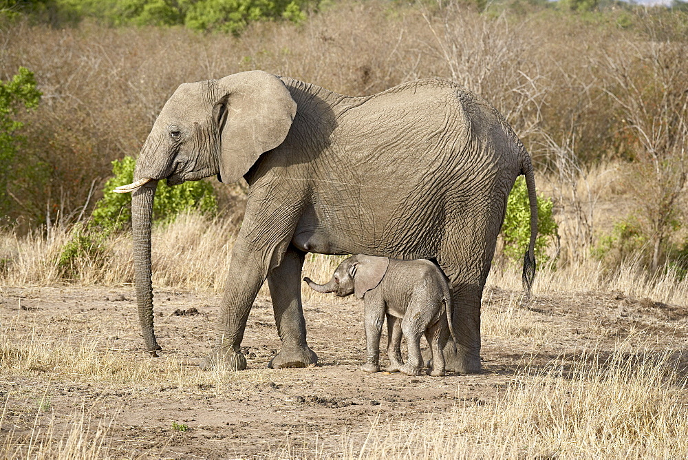 African elephant (Loxodonta africana) mother and two-day-old baby, Masai Mara National Reserve, Kenya, East Africa, Africa