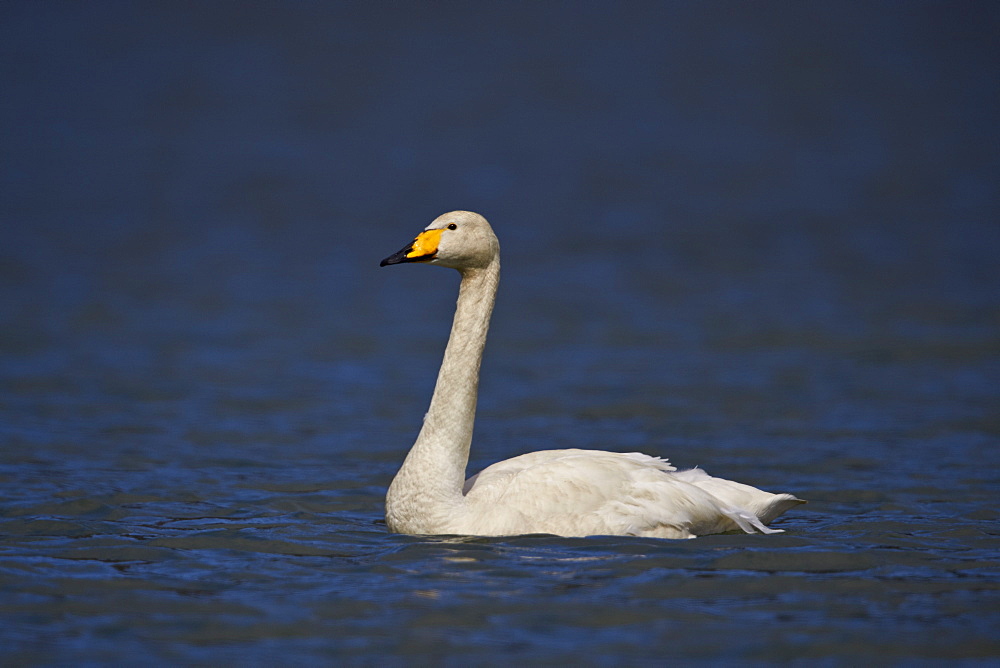 Whooper Swan (Cygnus cygnus) swimming, Iceland, Polar Regions