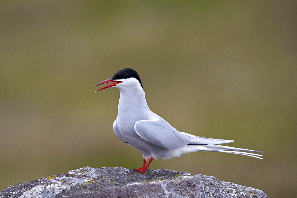 Arctic Tern (Sterna paradisaea), Iceland, Polar Regions