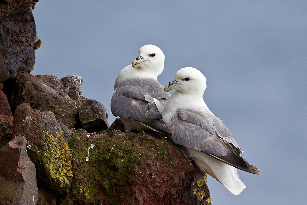 Northern Fulmar (Arctic Fulmar) (Fulmarus glacialis) pair, Iceland, Polar Regions