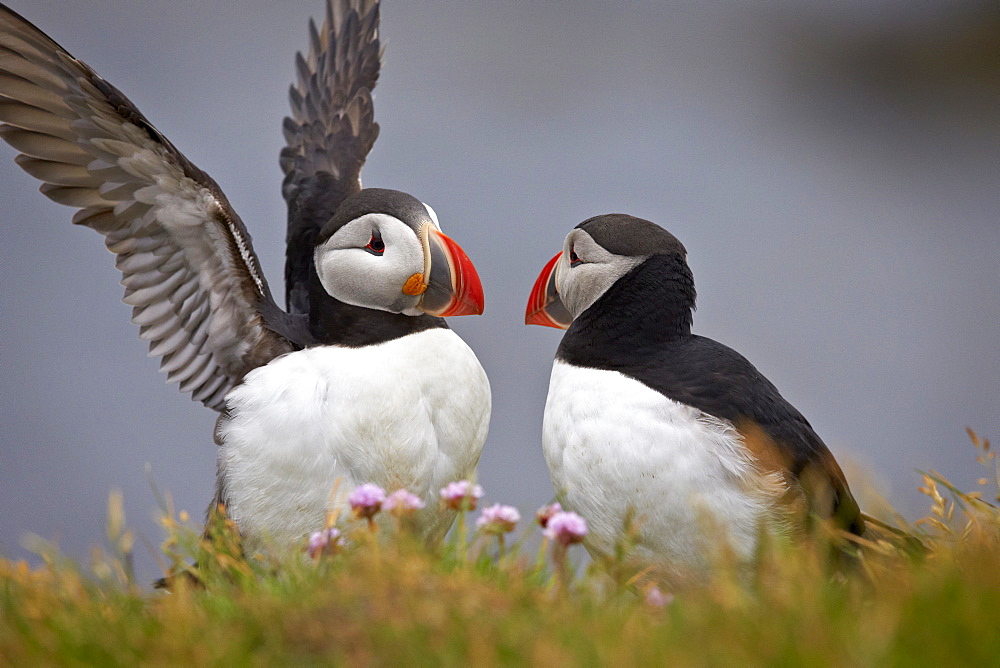 Atlantic Puffin (Fratercula arctica) pair, Iceland, Polar Regions