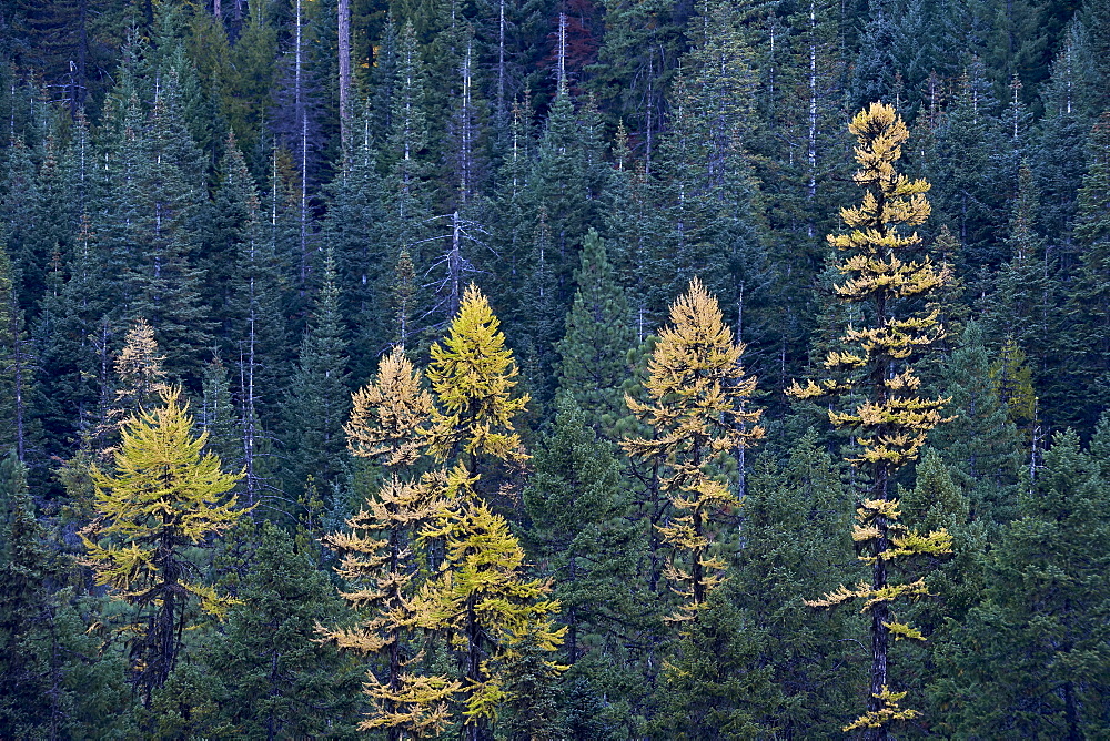 Western larch (Larix occidentalis) in the fall, Mount Hood National Forest, Oregon, United States of America, North America