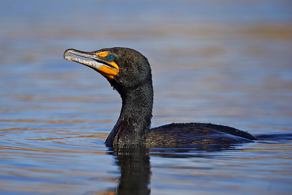 Double-crested cormorant (Phalacrocorax auritus), Clark County, Nevada, United States of America, North America