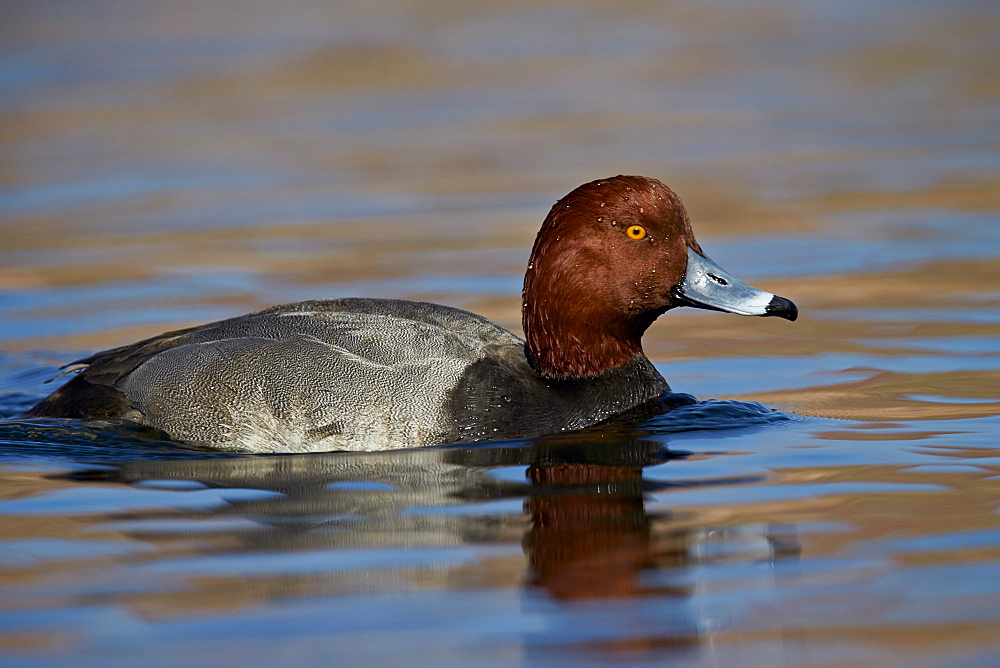 Redhead (Aythya americana) swimming, Clark County, Nevada, United States of America, North America