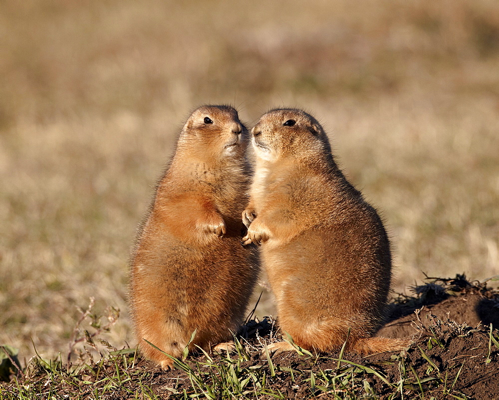 Two black-tailed prairie dog (blacktail prairie dog) (Cynomys ludovicianus), Custer State Park, South Dakota, United States of America, North America