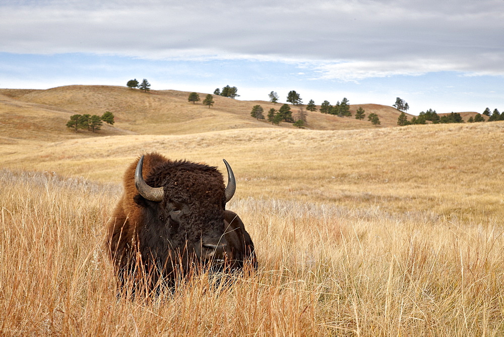 Bison (Bison bison) bull, Custer State Park, South Dakota, United States of America, North America