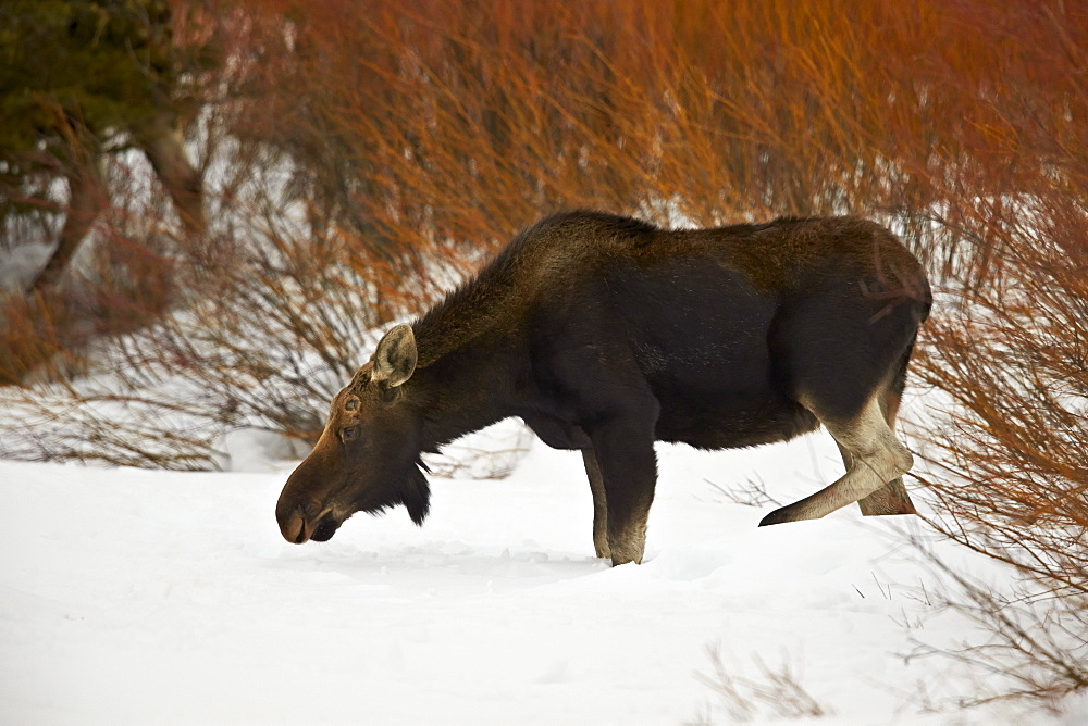 Bull Moose (Alces alces) without antlers in the snow, Grand Teton National Park, Wyoming, United States of America, North America